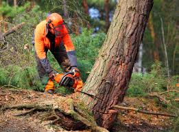 Best Hazardous Tree Removal  in Hilton Head Island, SC