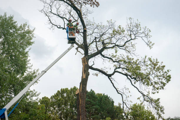 Best Tree Preservation Services  in Hilton Head Island, SC