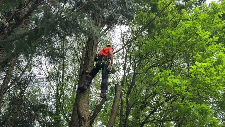 Best Storm Damage Tree Cleanup  in Hilton Head Island, SC