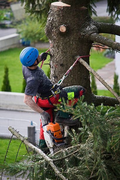 Best Tree Removal Service  in Hilton Head Island, SC