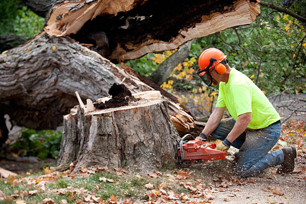 Best Arborist Consultation Services  in Hilton Head Island, SC