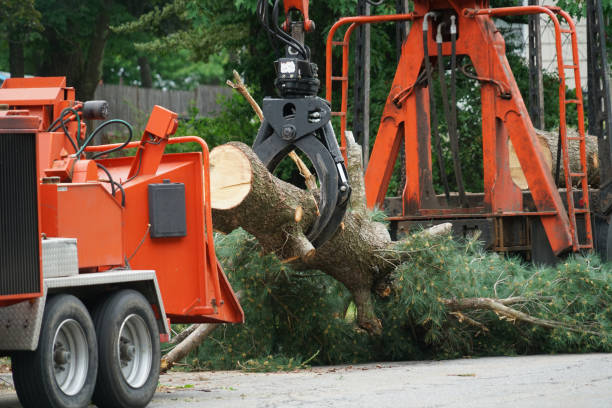 Why Choose Our Tree Removal Services in Hilton Head Island, SC?