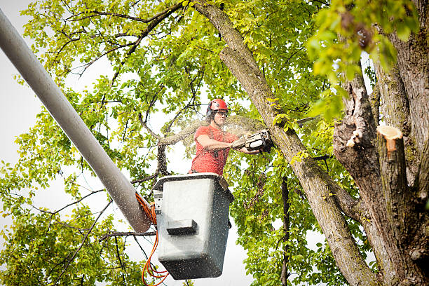 Best Tree Trimming and Pruning  in Hilton Head Island, SC